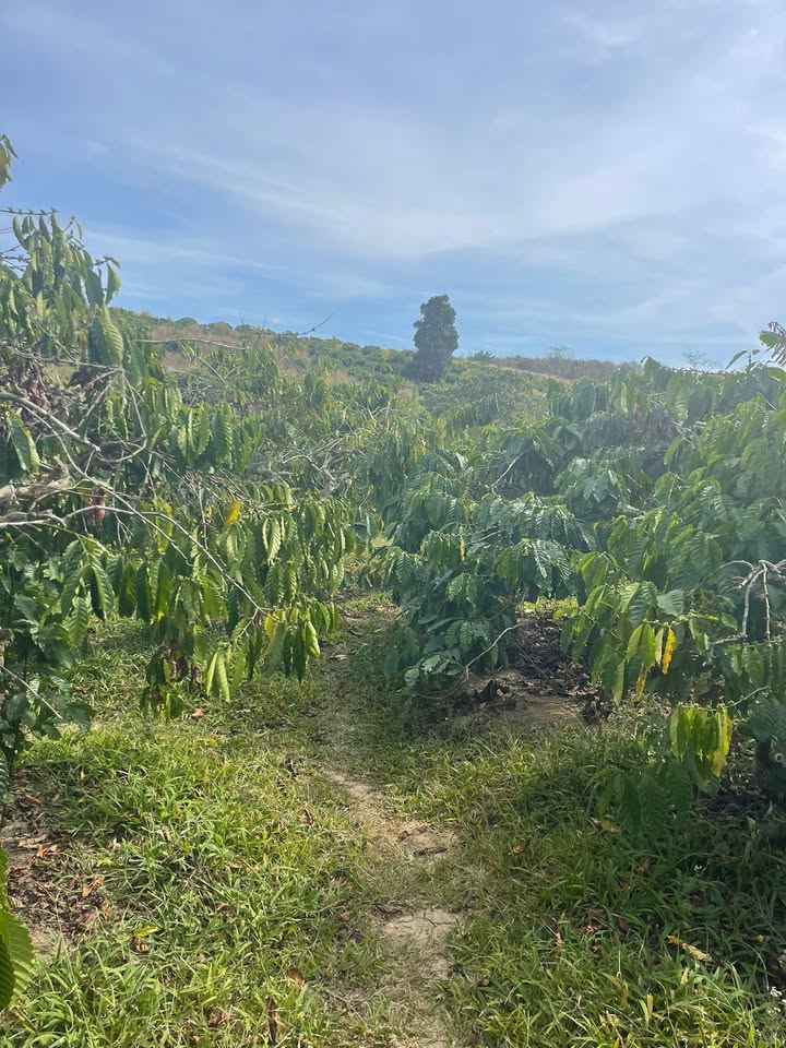 Đất Farm 1.8ha tại Thôn Nam Tiến, Lâm Đồng - Kinh doanh cà phê sinh lời!