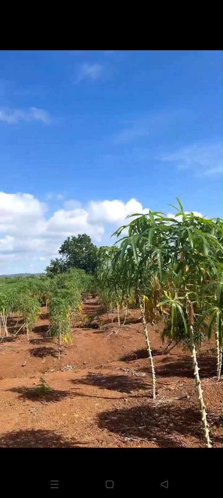 Đất nông nghiệp Bàu Cạn 8ha giá chỉ 4.8 tỷ - Cơ hội đầu tư hấp dẫn!