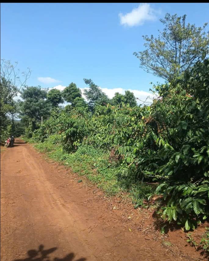 Đất Farm 2.2ha tại xã Ia Phìn, Chư Prông - Giá chỉ 3.9 tỷ, cơ hội đầu tư tuyệt vời!