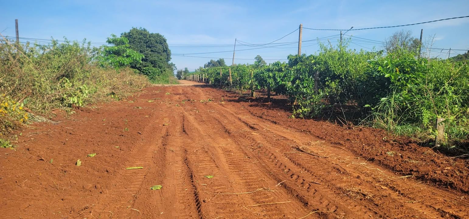 Đất nền Làng Phung, Gia Lai 145m² giá chỉ 3xx triệu - Đầu tư sinh lời ngay!