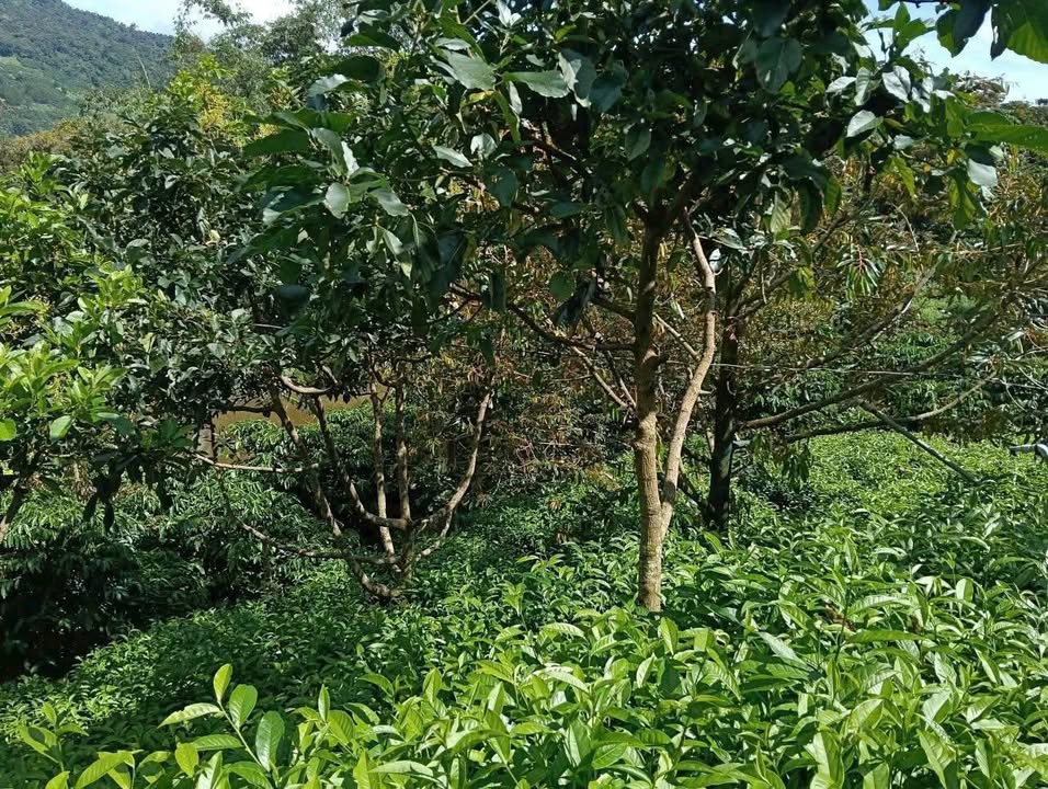 Đất nền xã Lộc Nam 3200m² giá 1.1 tỷ - Pháp lý rõ ràng, sẵn sổ hồng!