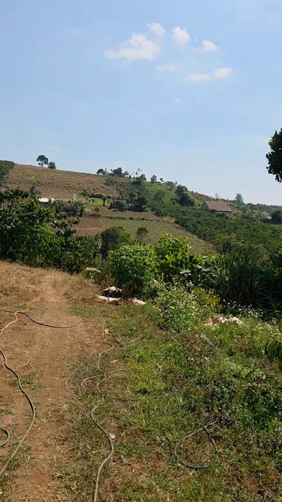 Đất Farm đường Tôn Thất Thuyết, Quận 4, 10.000m² - Giá hạ sốc chỉ 5.7 tỷ!