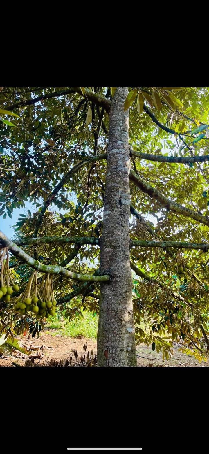 Đất nông nghiệp 3.448m² sầu riêng Thái tại Gia Kiệm, Đồng Nai - Đang cho bông