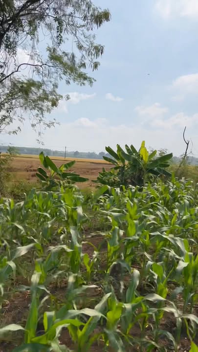 Đất vườn Bảo Vinh Long Khánh 4000m² - View cánh đồng lúa và núi tuyệt đẹp!