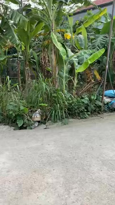 Đất thổ cư 100m² thôn Cẩm Giá, xã An Tường - Đầu tư sinh lời tuyệt vời!