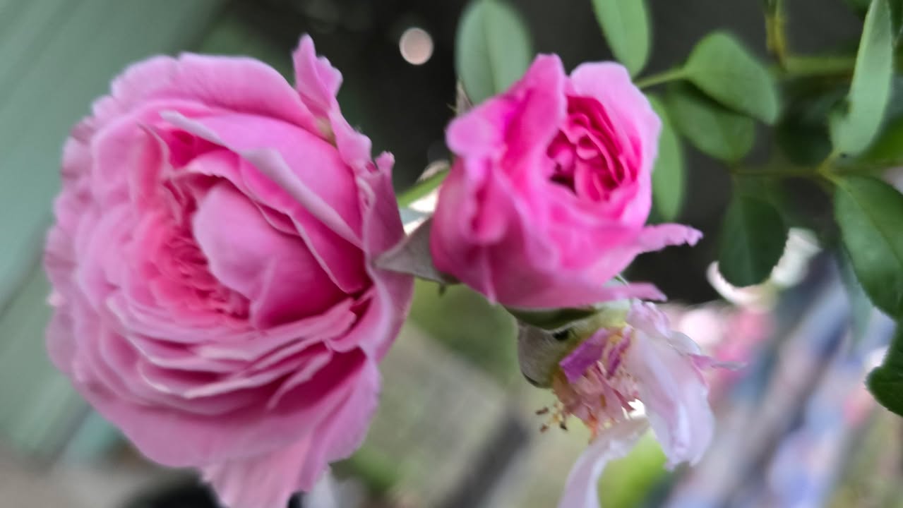 Đất nền Long Thuận, Gò Công 1300m² giá 780 triệu - Sổ đỏ chính chủ!