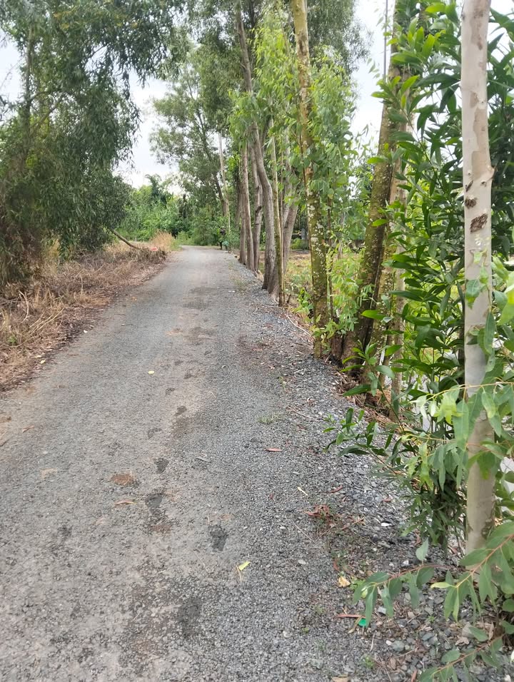 Đất nền 1000m² Ấp 3, Mỹ Phú, Thủ Thừa giá 1.2 tỷ - Đầu tư sinh lời ngay!