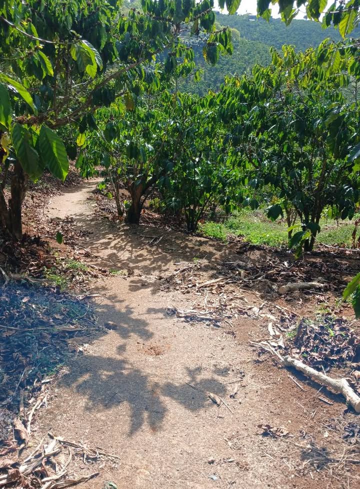 Đất nền Lộc Ngãi, Bảo Lâm 700m² giá chỉ 4.9 tỷ - Đầu tư sinh lời ngay!