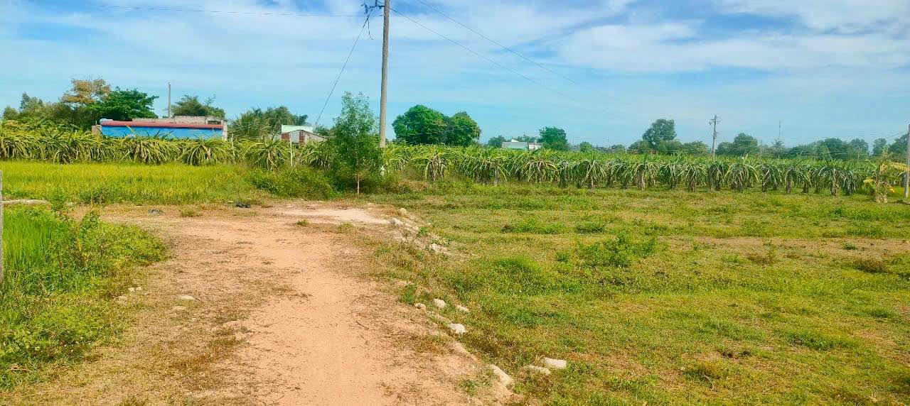 Đất cây trồng 1.632m² tại Thôn Bình An, Hàm Thuận Bắc - Giá chỉ 480 triệu!