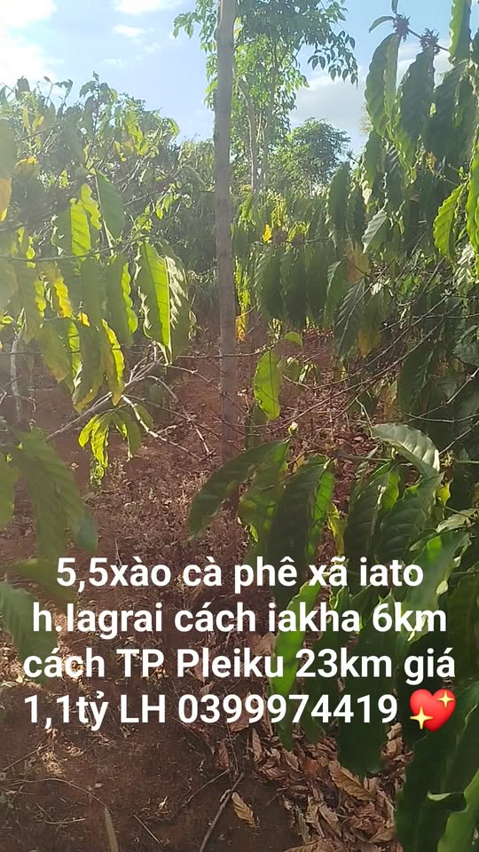 Farm 5,5 xào xã Ia Tô, Gia Lai giá 1,1 tỷ - Đầu tư sinh lời nhanh!