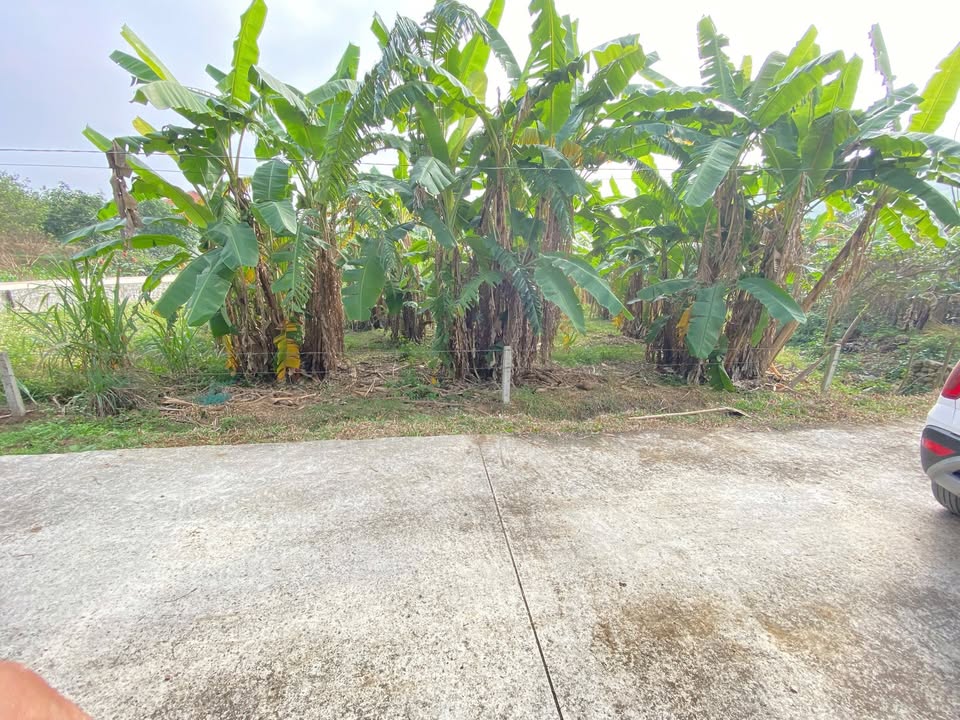 Đất nền Quốc lộ 48E, Huyện Diễn Châu, 225m² - Sổ hồng chính chủ, giá tốt!