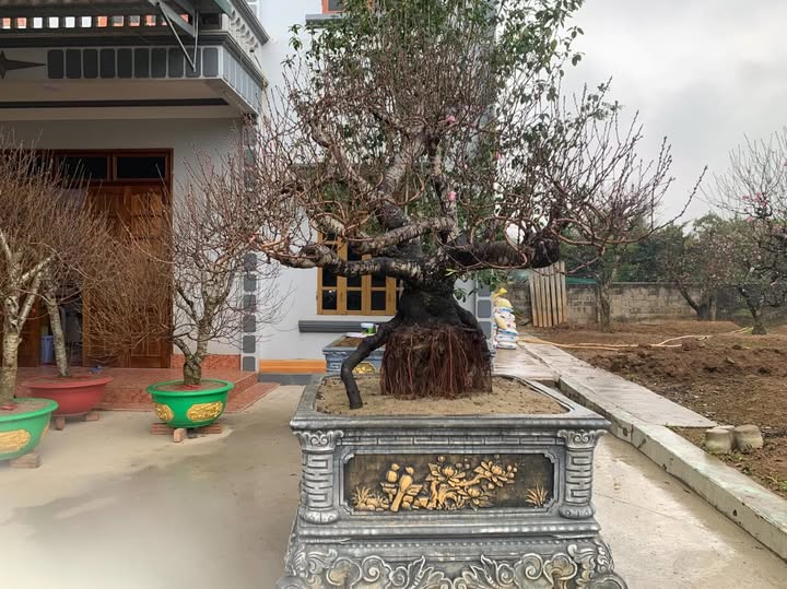 Nhà cấp 4 phường An Tường, TP Tuyên Quang 135m² giá 3 tỷ - Cơ hội đầu tư sinh lời!