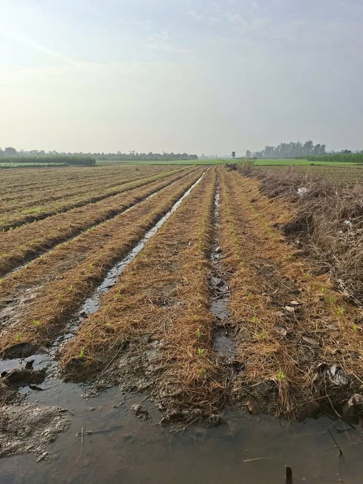 Đất nông nghiệp 9000m² tại Ấp An Long, An Giang - Giá chỉ 1.53 tỷ