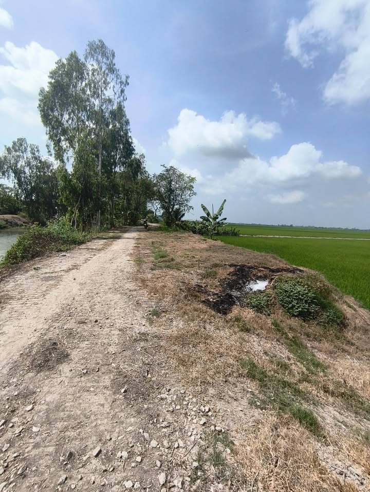 Đất ruộng 46 công xã Vĩnh Phú, Thoại Sơn 1.XX tỷ - Sổ hồng công chứng nhanh!