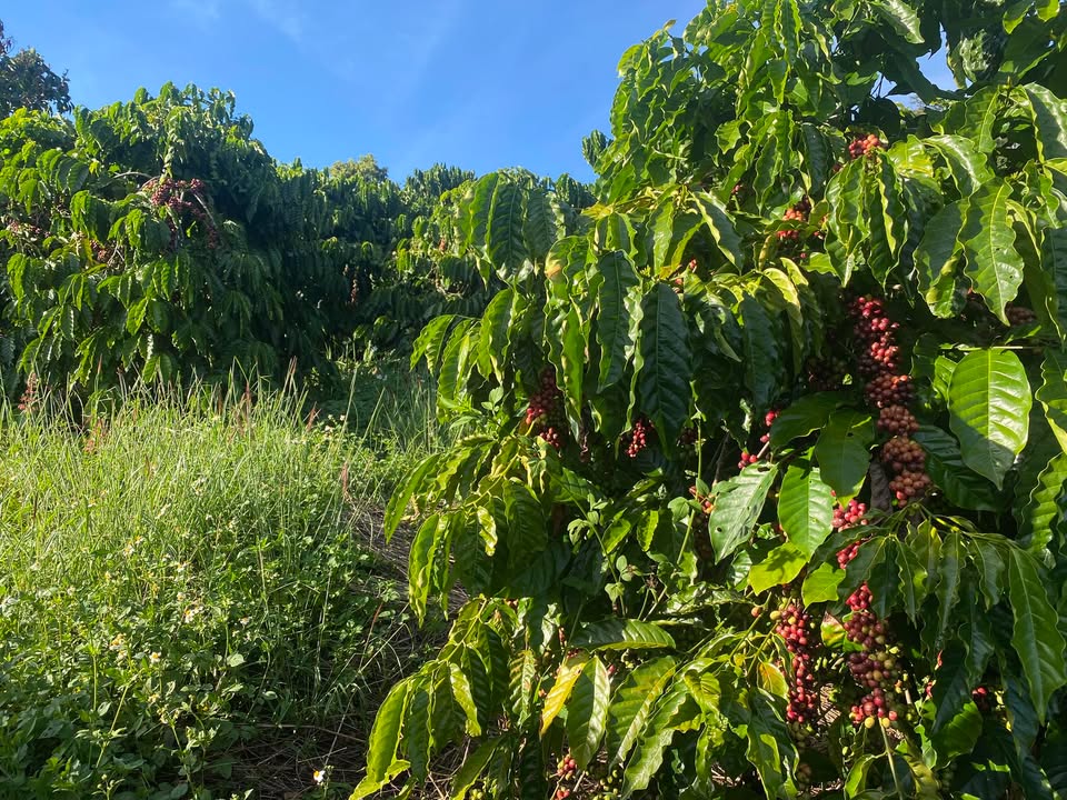 Đất nền 6000m² xã Rô Men, huyện Đam Rông chỉ 1.55 tỷ - Cơ hội đầu tư hấp dẫn!