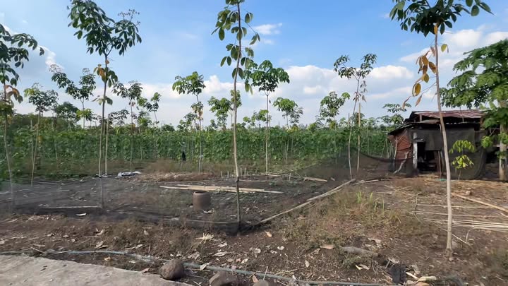 Đất Farm 7,5 sào trên mặt tiền bê tông tại Xã Thanh Hòa, giá chỉ 970 triệu - Cơ hội đầu tư tuyệt vời!