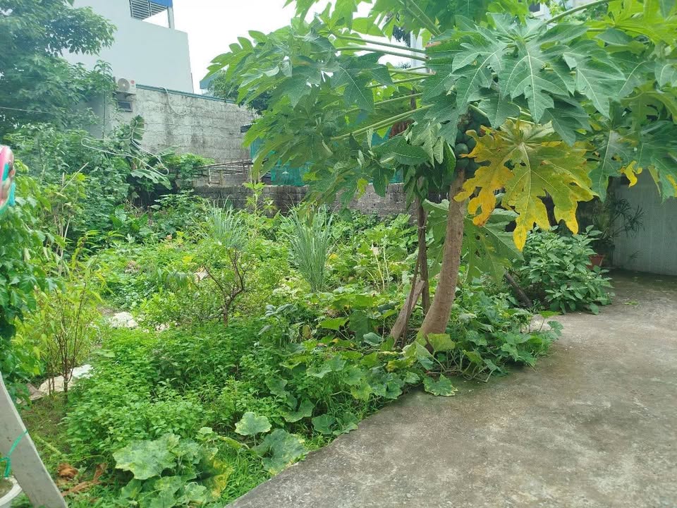 Đất nền Biên Giang, Hà Đông 50,5m² giá 3,25 tỷ - Cơ hội không thể bỏ lỡ!