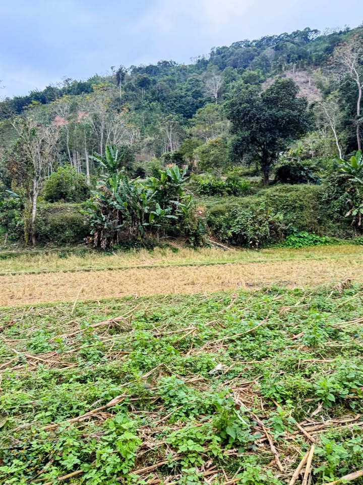 Đất thổ cư 400m² và đất cây hàng năm 3.300m² tại xã Tân Khánh, Thái Nguyên - Giá chỉ 300 triệu!