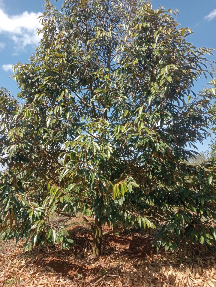 Đất Farm 10.000m² tại Đăk Song giá 4 tỷ - Tiềm năng sinh lời cao!