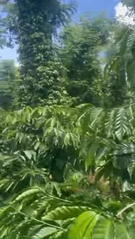 Farm 11.000m² tại Xã Ea Tiêu, Huyện Cư Kuin giá 9.72 tỷ - Đầu tư tiềm năng!