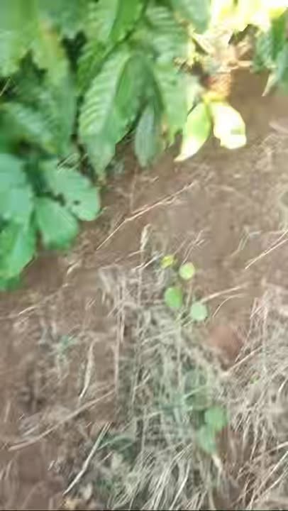 Đất rẫy Bình Hòa Cư 5040m² giá 1.8 tỷ - Đầy đủ điện nước, thương lượng!