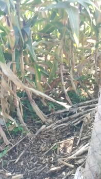 Lô đất đẹp trên Quốc lộ 29, Buôn Hồ, 750m² giá 1 tỷ - Cơ hội đầu tư hấp dẫn!