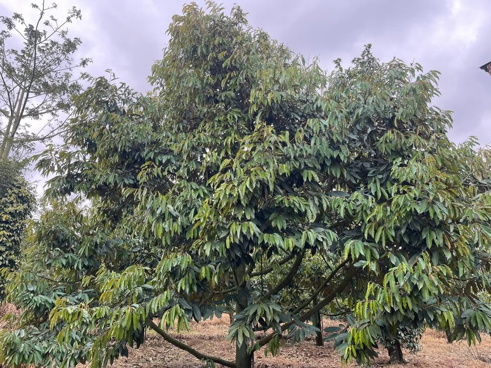 Farm 5 sào sầu riêng Phường Đoàn Kết giá 4,3 tỷ - Đường bê tông vào tận nơi!