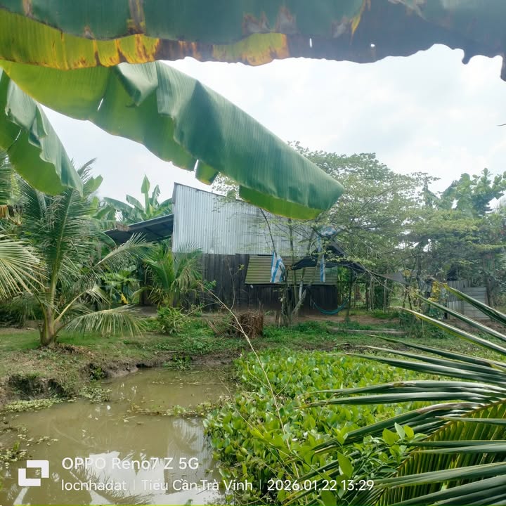 Đất vườn dừa 2384m² tại Ấp Cầu Tre, Tiểu Cần - Giá chỉ 715.2 triệu