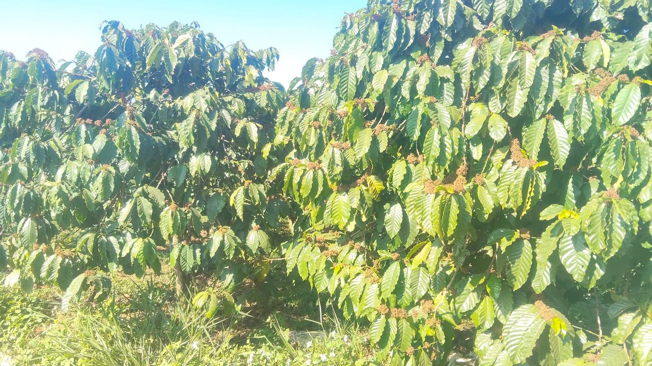 Đất thổ cư Phúc Thọ, Lâm Hà 576m² giá chỉ 940 triệu - Cơ hội đầu tư tuyệt vời!