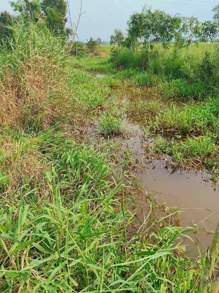 Bán gấp 11 công đất trồng lúa tại Vĩnh Hòa Hưng Bắc, Gò Quao - Giá chỉ 690 triệu