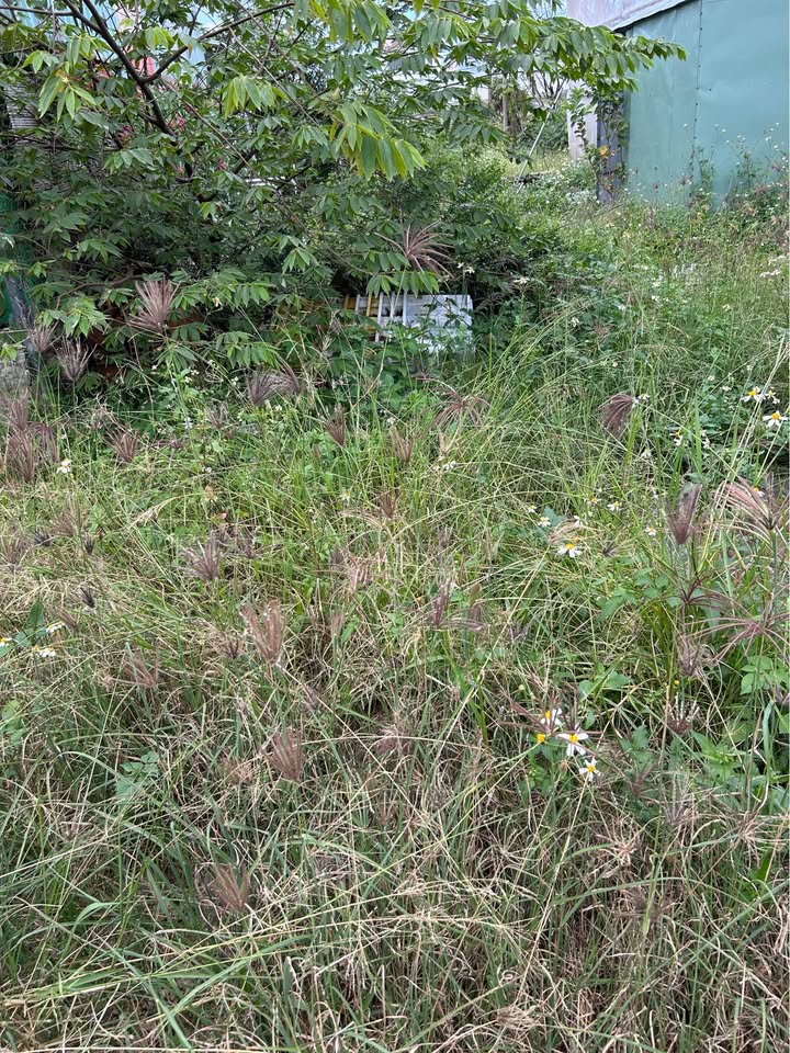 Đất nền Huyện Tuy Phước 4200m² giá 15 tỷ - Phù hợp xây biệt thự vườn!