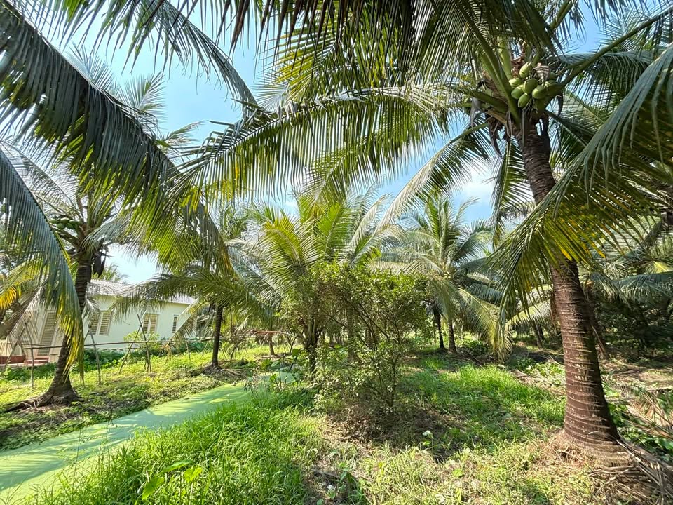 Đất vườn 581,9m² xã Tam Hiệp, Châu Thành chỉ 790 triệu - Sổ hồng chính chủ!