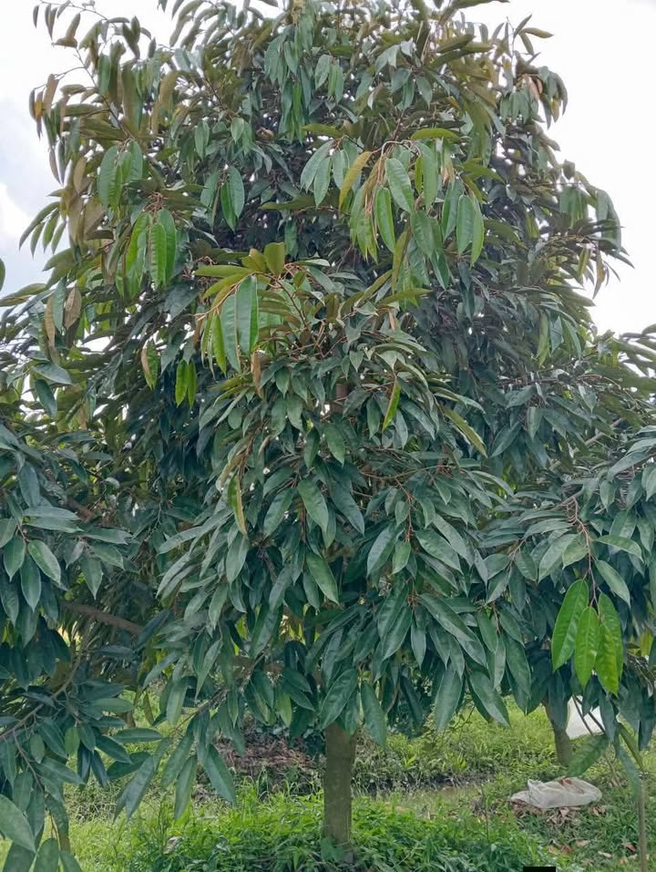 Farm đất mặt tiền 45m tại Hậu Mỹ Bắc A, Cái Bè, 5000m² chỉ 5 tỷ - Cơ hội đầu tư lý tưởng!