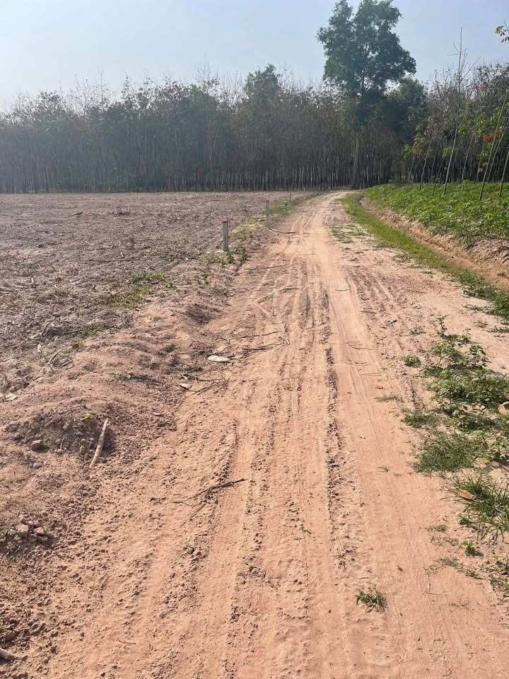 Đất nền Thạnh Bình, Tân Biên 1050m² giá chỉ 149 triệu - Cơ hội đầu tư tuyệt vời!