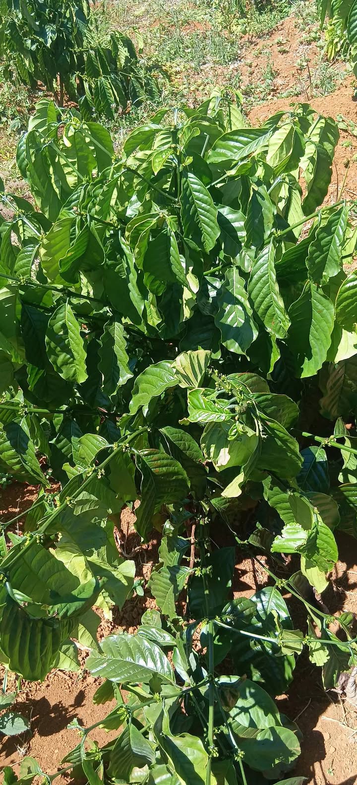 Đất thổ cư 1ha tại Thôn 10, Đăk Song, Đăk Nông - Giá chỉ 1.1 tỷ!