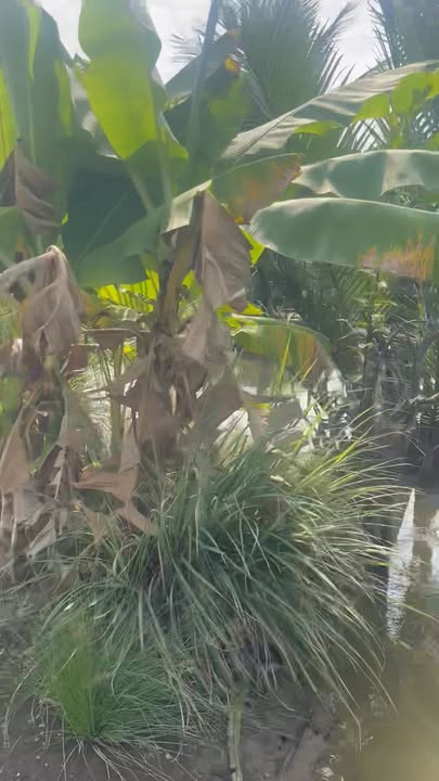 Đất thổ cư 1000m², 9623m² cây lâu năm - Giá 5 tỷ tại Châu Thành, Long An