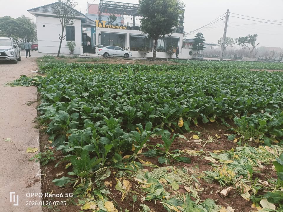 Đất nền Giao Phong Vành Đai ven biển 330m² giá thỏa thuận - Cơ hội đầu tư tuyệt vời!