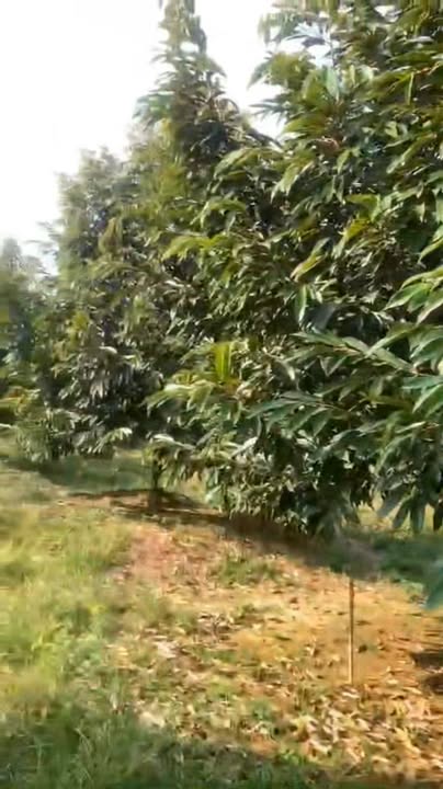 Đất thổ cư 3300m² tại Huyện Tân Phú, Lâm Đồng - Giá 3.3 tỷ, sổ hồng chính chủ!