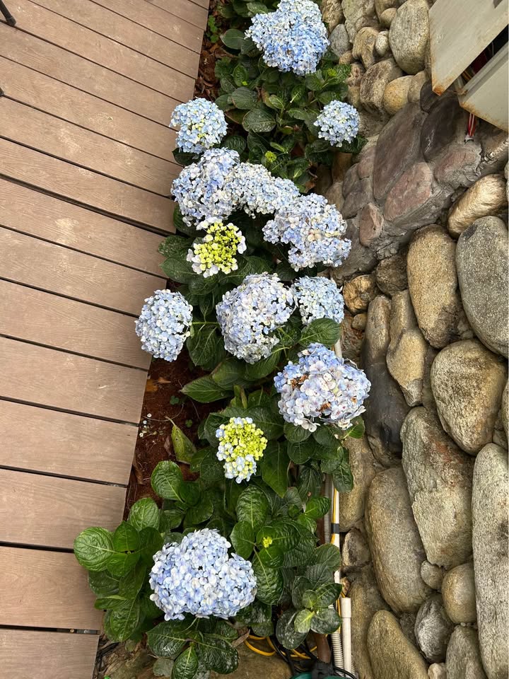 Đất thổ cư 115m² đường Hiên, Tuyên Quang - Giá chỉ 200 triệu!