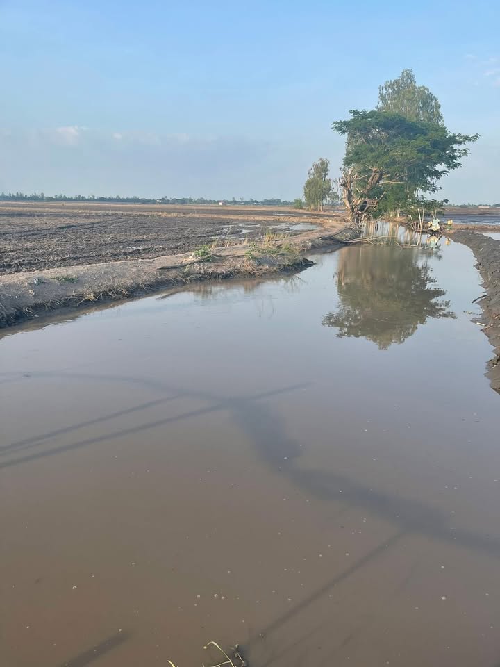 Đất nông nghiệp 10.000m² tại Xã Tân Thành A, Tân Hồng giá 1.292 tỷ - Nước tự chủ, gần đường xe máy!