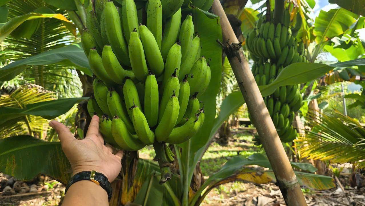 Đất thổ cư 360m² tại Sông Ray, Cẩm Mỹ - Giá chỉ 1.1 tỷ, vị trí thuận lợi!