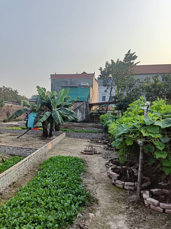 Đất nền khu phố Đông Cốc, phường Song Liễu, 54m² giá chỉ 1.x tỷ - Tiềm năng phát triển cao!