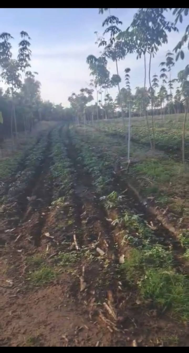 Đất Farm 40.000m² tại Tân Đông, Tân Châu, Tây Ninh giá 4.6 tỷ - Cơ hội đầu tư hấp dẫn!