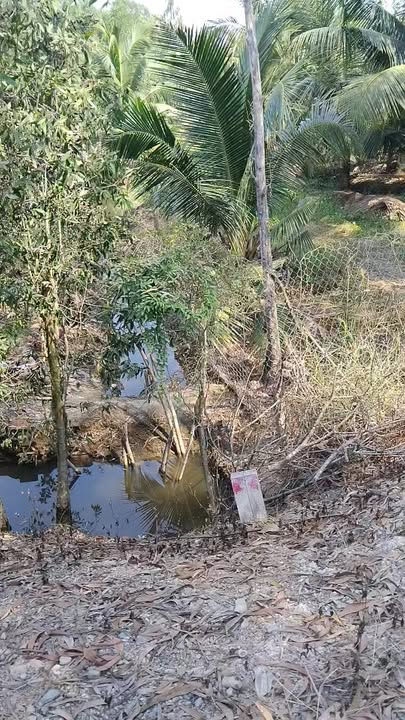 Đất nền Thạnh Hòa, Bến Lức 990m² giá chỉ 1.2 tỷ - Đầu tư sinh lời hấp dẫn!