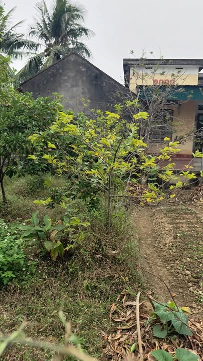 Đất nền Tiểu Khu Vũ Yên, Nông Cống 200m² giá chỉ 800 triệu - Cơ hội đầu tư hấp dẫn!