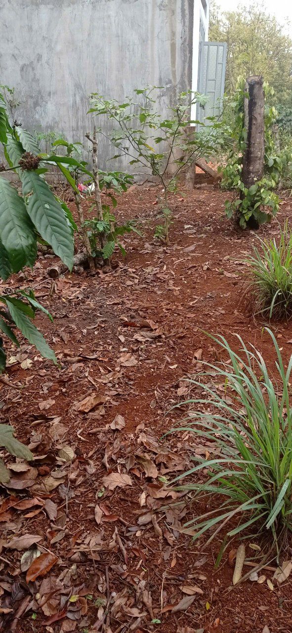 Đất thổ cư hẻm Trần Cảnh, Buôn Hồ, Đắk Lắk 500m² giá 1.299 tỷ - Đầu tư ngay!