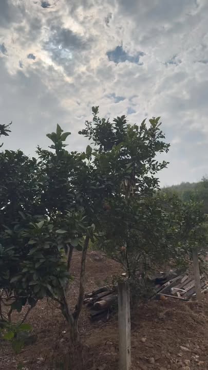 Đất ở Xã Trường Sơn, Huyện Lục Nam, Bắc Giang 1.500m² - Cơ hội đầu tư tuyệt vời!