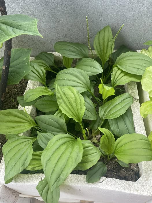 Nhà đẹp gác lửng Ngô Quyền, 57,5m² giá chỉ 4,5 tỷ - Dọn vào ở ngay!