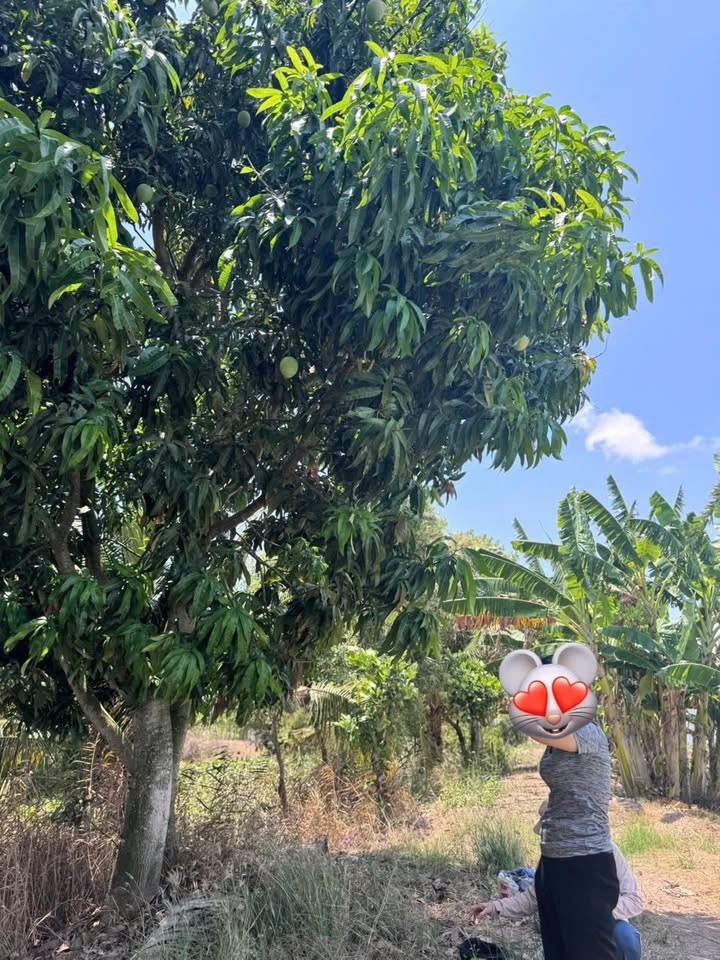 Đất ở KP2 Vĩnh Thông, TP Rạch Giá 300m² giá 722 triệu - Đầu tư sinh lời ngay!