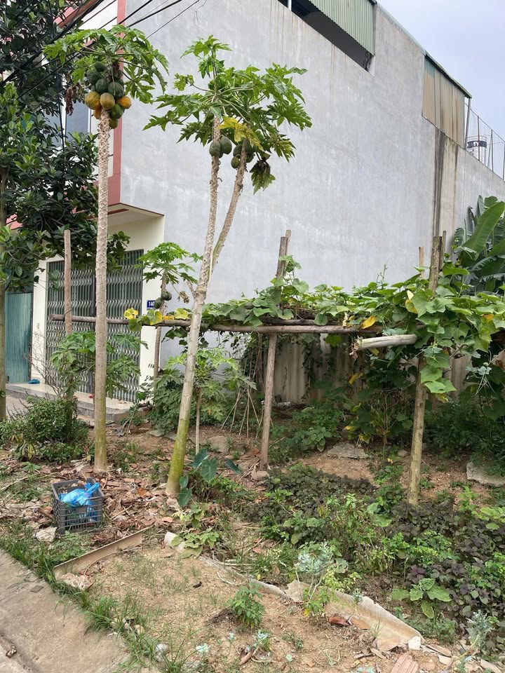 Đất nền B9, đường Nguyễn Tuân 100m² giá chỉ 1.5 tỷ - Cần bán gấp!